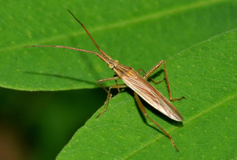 Miridae: Stenodema calcarata dell''Emilia (MO)